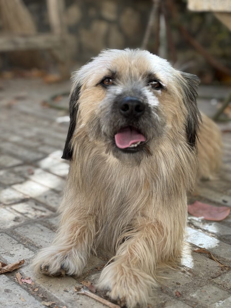 رهاشده جهت واگذاری