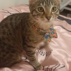 لیلی ۷ ماهه عقیم شده