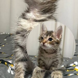 واگذاری گربه