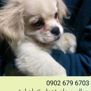 هاپویی که ترسیده و گریه میکنه