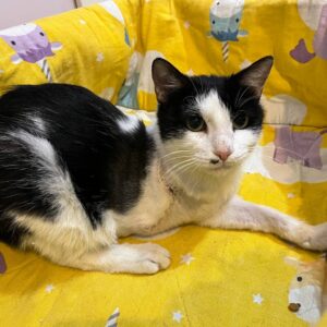 امدادی در خطر رهاسازی