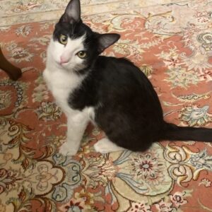 تاکسیدو مهربون