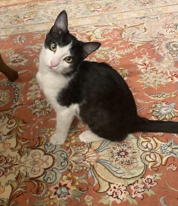 تاکسیدو مهربون