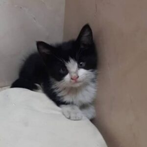 واگذاری بچه 🐱? گرب