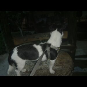 گمشده (( بسیار مهم ))