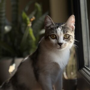 گربه dsh ماده