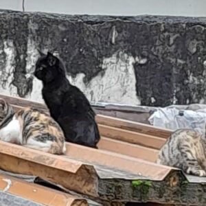 واگذاری رایگان بچه گربه