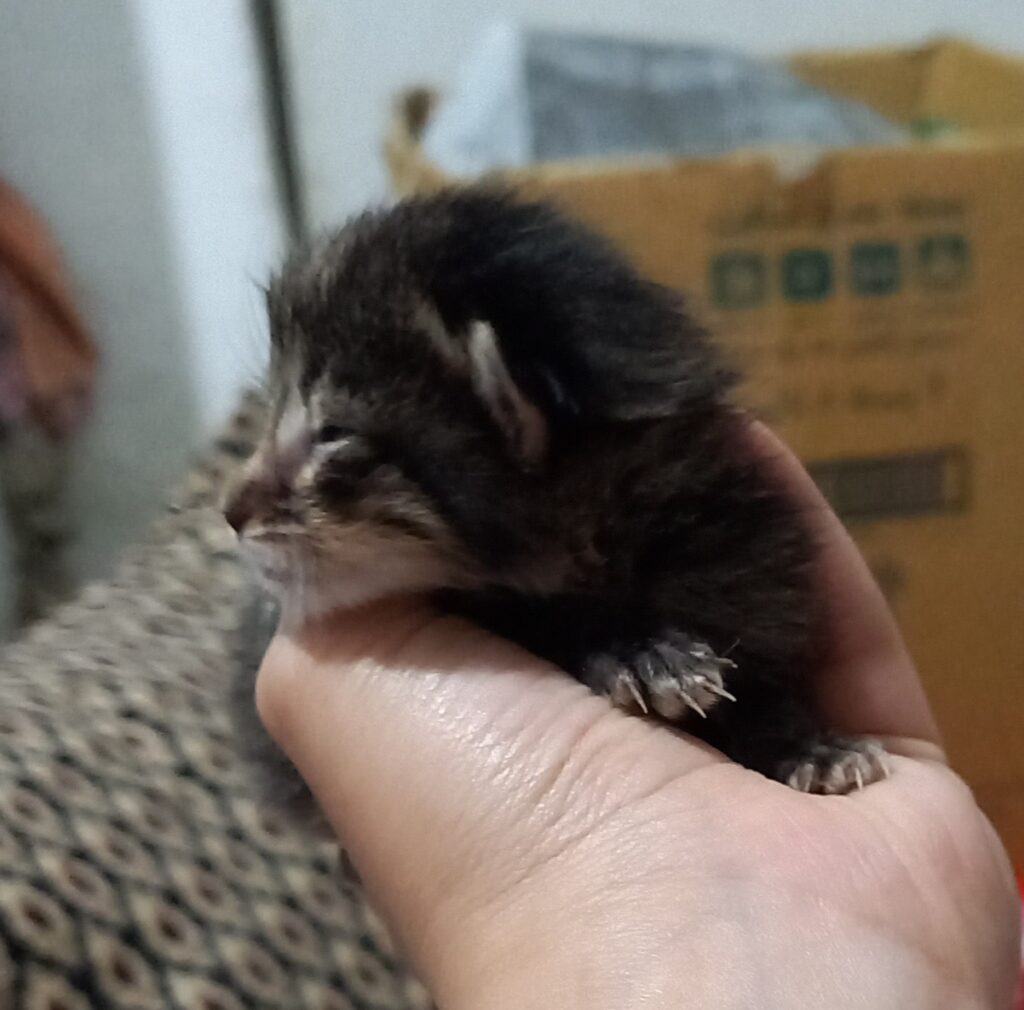 بچه گربه سه هفته ای