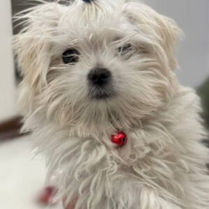 نگهداری از کوچولوی شما