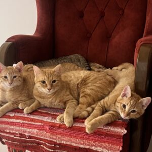 ۵تاگربه نارنجی مهربون