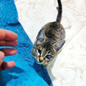 واگذاری رایگان گربه دختر بازیگوش امداد شده