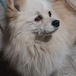 سگ پامر پیدا شده