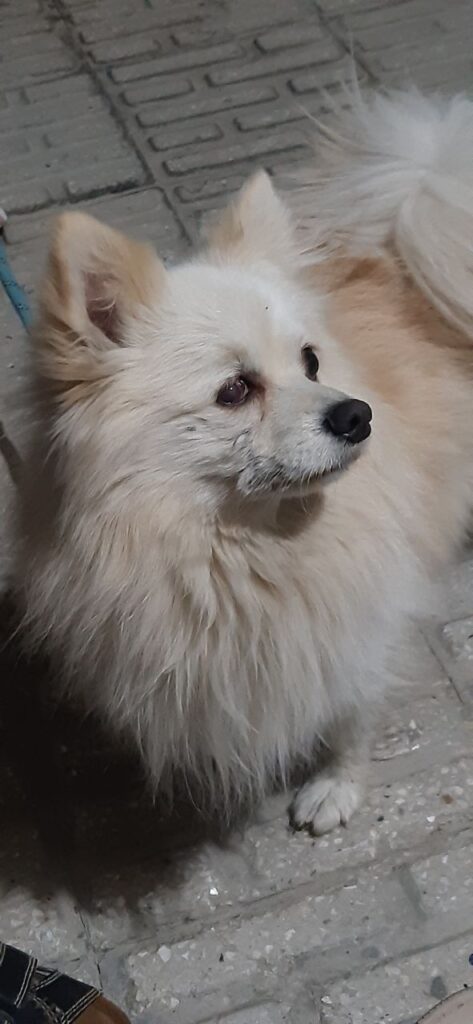 سگ پامر پیدا شده