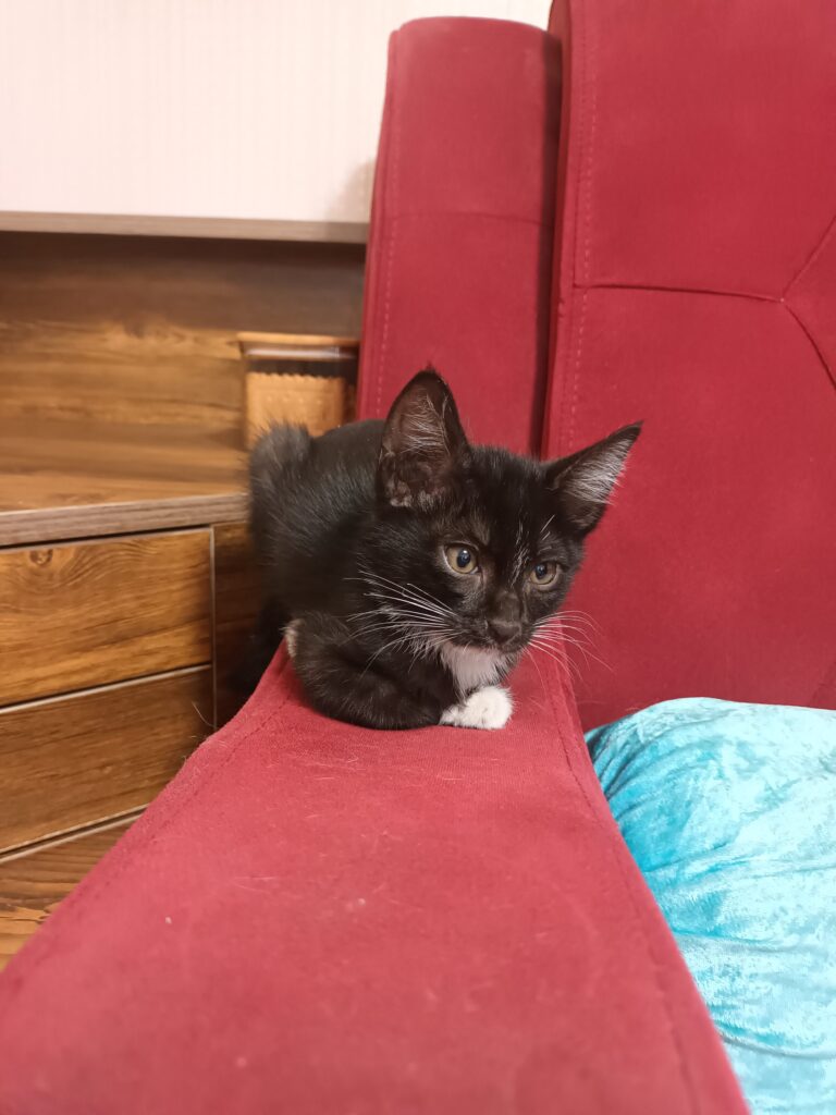 واگذاری بچه گربه تاکسیدو