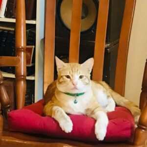 تریسی گربه نر گمشده