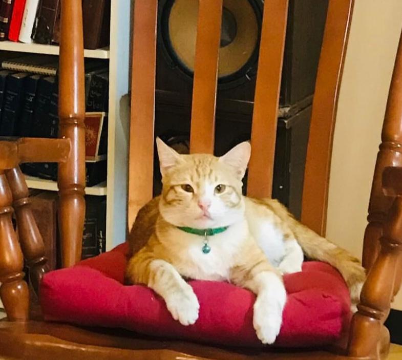 تریسی گربه نر گمشده