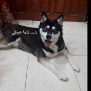 سگ هاسکی من و دوزدیدن کمک کنید پیدا کنم سگ من یدون پسر داره الان اون پسر گریه میکنه من زور بهش غذا میدم وقتی هم غذا میدم میزار تو ظرف پدرَ