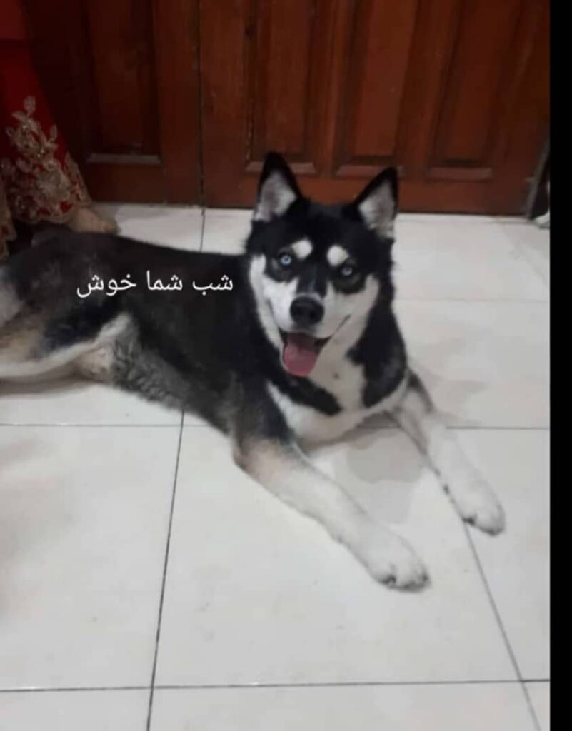 سگ هاسکی من و دوزدیدن کمک کنید پیدا کنم سگ من یدون پسر داره الان اون پسر گریه میکنه من زور بهش غذا میدم وقتی هم غذا میدم میزار تو ظرف پدرَ