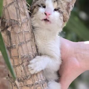 واگذاری گربه نابینا ۶ ماهه