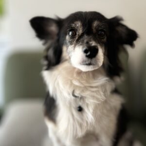 واگذاری رایگان سگ