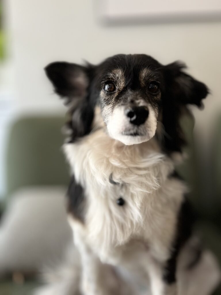 واگذاری رایگان سگ