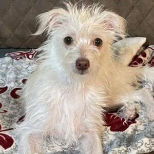 سگي كه هميشه كتك خورده