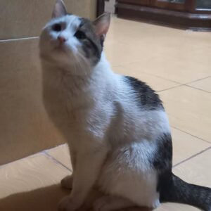 واگذاری گربه خانگی