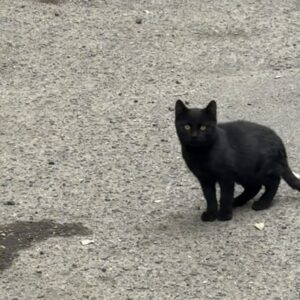 گربه کوچولو دو سه ماهه