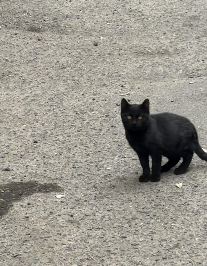 گربه کوچولو دو سه ماهه