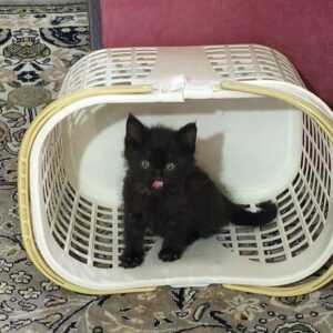 واگذاری رایگان سه بچه گربه بامزه