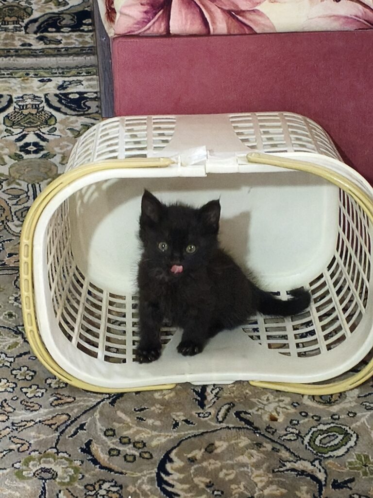 واگذاری رایگان سه بچه گربه بامزه