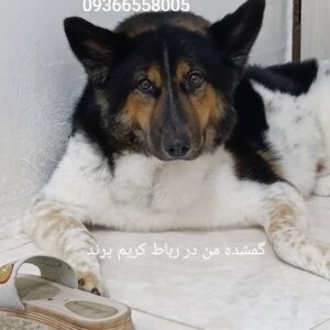 هاسکی ژرمن ۶ ساله نر