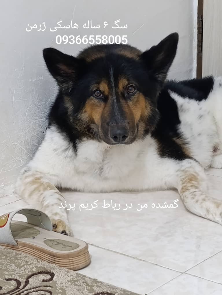 هاسکی ژرمن ۶ ساله نر