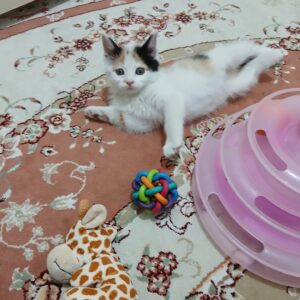 بچه گربه دی اس اچ کالیکو