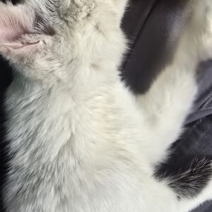 واگذاری گربه ۵ ماهه