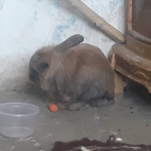 واگذاری خرگوش