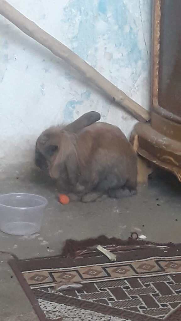 واگذاری خرگوش