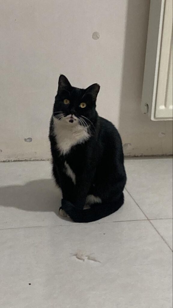 واگذاری گربه ماده تاکسیدو