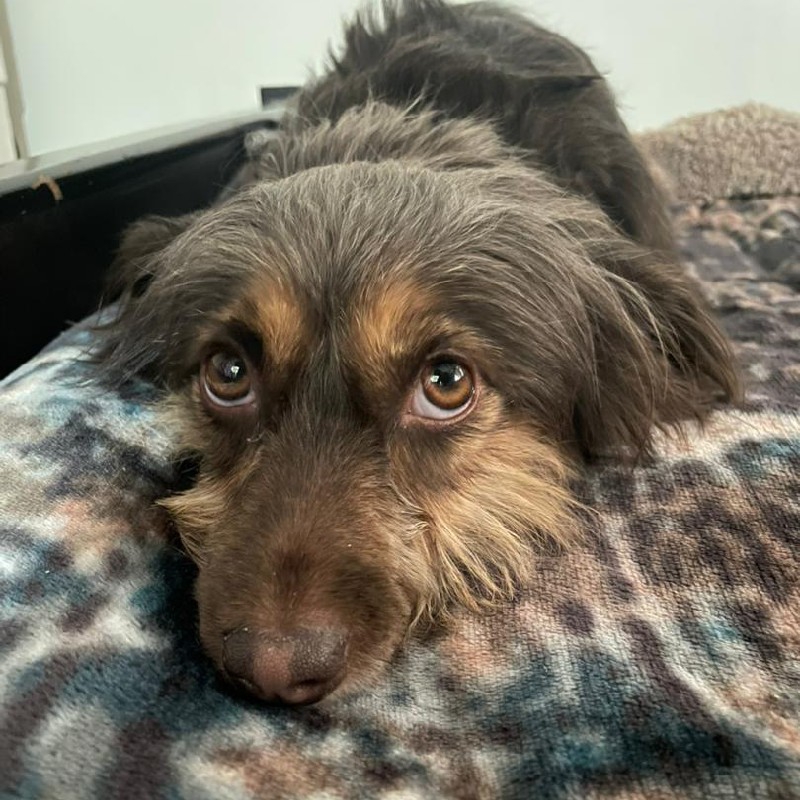 سگ آپارتمانی