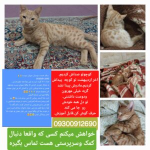 واگذاری گربه مهربان