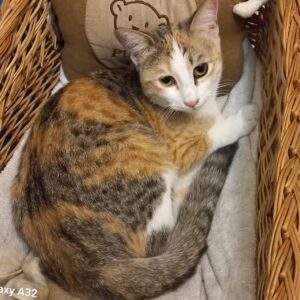 ملورین گربه DSH