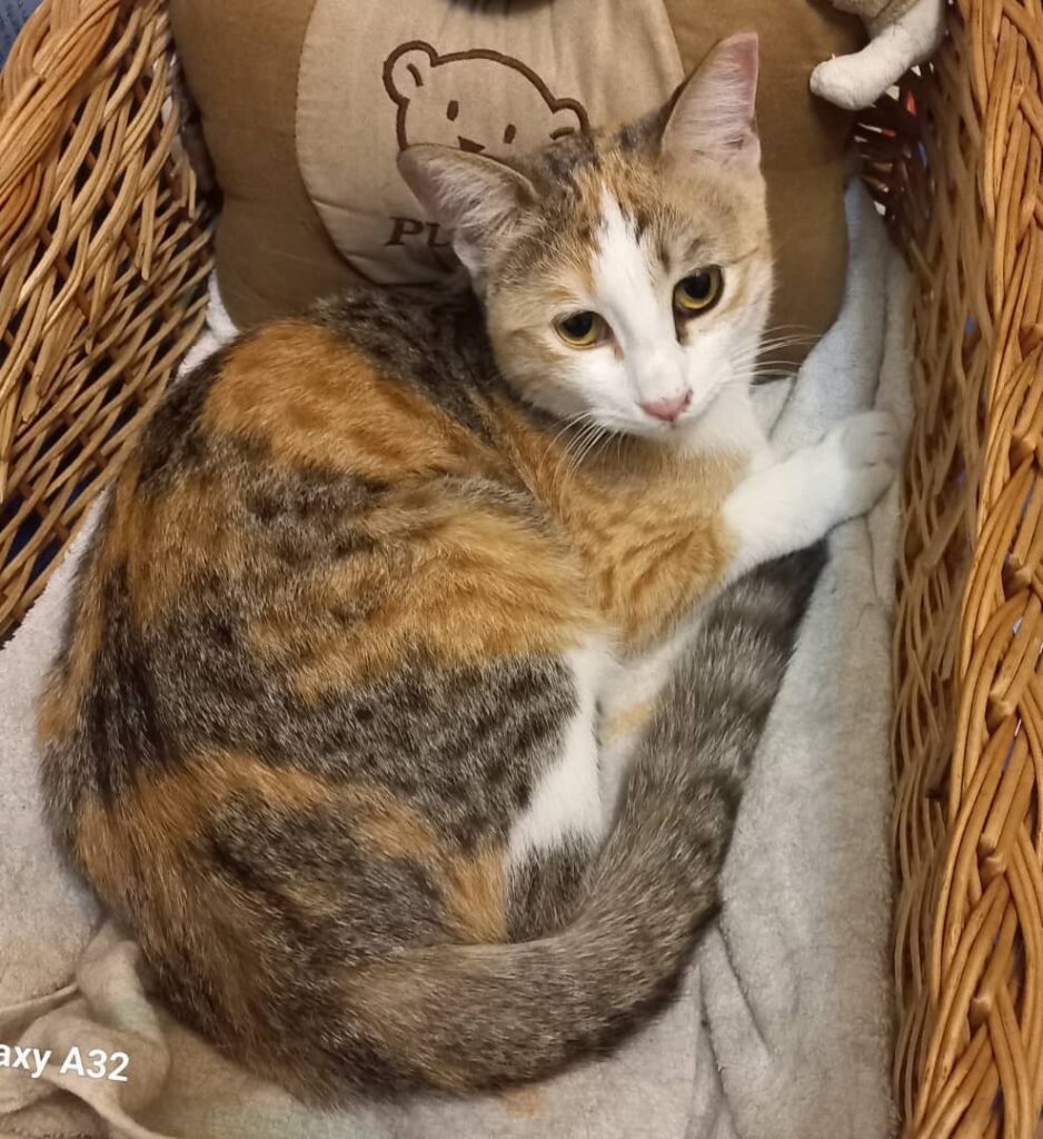 ملورین گربه DSH