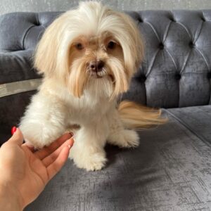 سگ مالتیپو یکساله