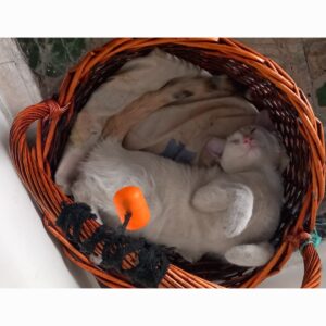 واگذاری گربه ماده