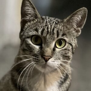 واگذاري رايگان