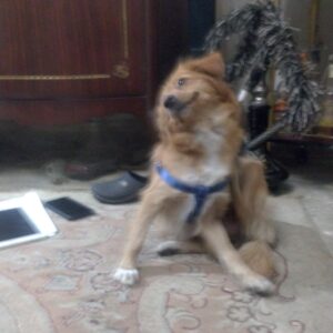 سگ اشپیتز مادر قهوه ای