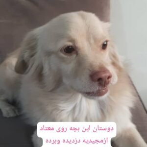 این سگ زیبا پت شمانیست؟؟؟؟