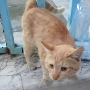 واگذاری بچه گربه آرام  خانگی رایگان و