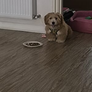 واگذاری سگ اپارتمانی