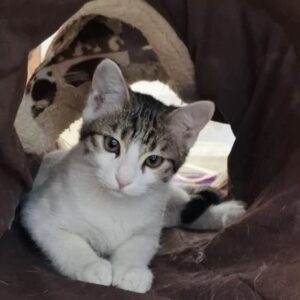 نی نی گربه ناز نازی